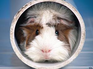 Bilder Nagetiere Hausmeerschweinchen ein Tier