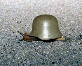 Images Snails Helmet funny