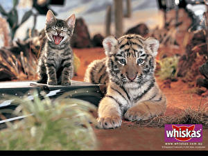 Bakgrundsbilder på skrivbordet Pantherinae Katter Tigrar Ung Djur