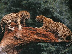 Bakgrundsbilder på skrivbordet Pantherinae Jaguarer Djur