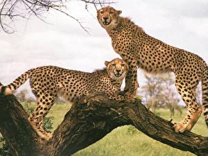 Bureaubladachtergronden Pantherinae Gepard een dier
