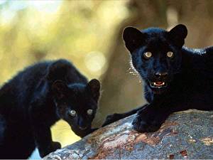 Bakgrundsbilder på skrivbordet Pantherinae Svart panter Ungar Djur