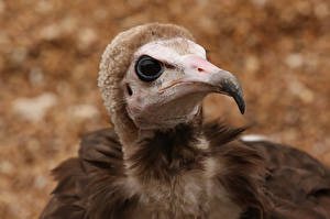 Sfondi desktop Uccelli Avvoltoi animale