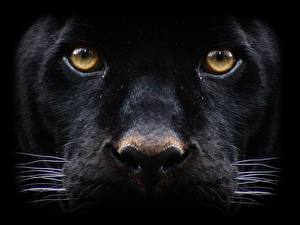 Photo Big cats Panthers Black background Animals