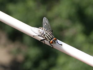 Bureaubladachtergronden Insecten Vlieg Dieren