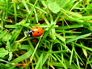 Image Insects Ladybugs animal