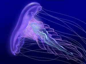 Bakgrunnsbilder Undervannsverdenen Maneter Farget bakgrunn Dyr