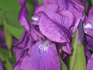 Fonds d'écran Iris fleur