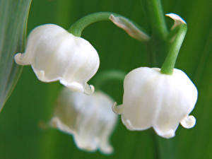 Pictures Lilies of the valley Flowers