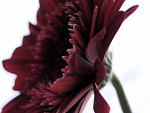 Picture Gerbera Closeup flower