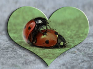 Bakgrundsbilder på skrivbordet Insekter Nyckelpigor Hjärta