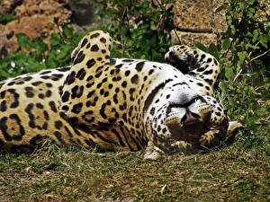 Bureaubladachtergronden Pantherinae Jaguars een dier