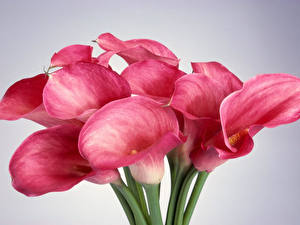 Bakgrundsbilder på skrivbordet Calla liljor blomma