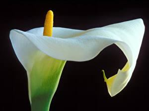 Bakgrunnsbilder Calla liljer Svart bakgrunn Blomster