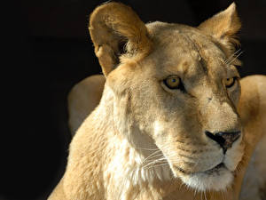 Fonds d'écran Fauve Lions Fond noir un animal