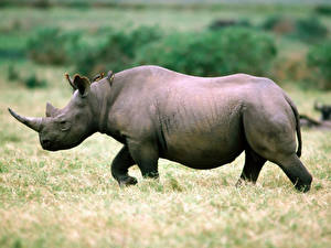 Fotos Rhinozeros ein Tier