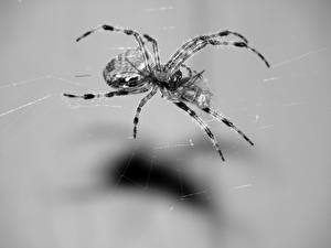 Bureaubladachtergronden Insecten De spin Dieren