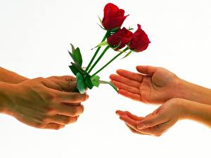 Picture Roses Hands flower