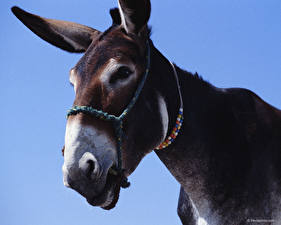 Fonds d'écran Equus asinus un animal
