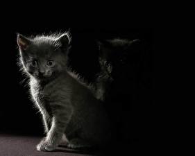 Pictures Cats Kittens Black background animal