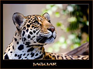 Images Big cats Jaguar Animals