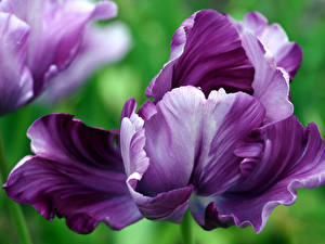 Bureaubladachtergronden Irissen Bloemen