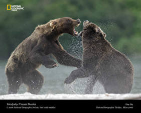 桌面壁纸，，熊，棕熊，打架，動物