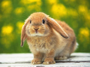 Bilder Nagetiere Kaninchen ein Tier