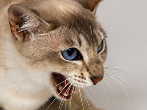 Papel de Parede Desktop Gato Cor de fundo Vibrissa Focinho animalia