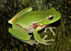 Photo Frog animal