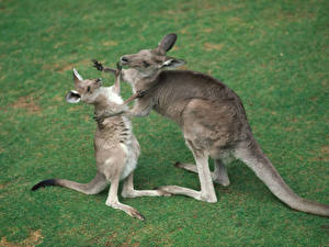 Bureaubladachtergronden Kangoeroes Dieren