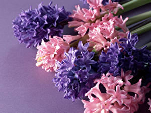 Bakgrundsbilder på skrivbordet Hyacint blomma