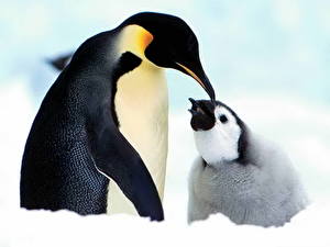 Fonds d'écran Pingouins