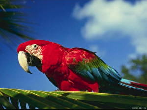 Image Birds Parrots Ara (genus) Animals