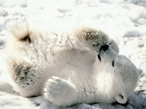 Tapety na pulpit Niedźwiedzie Niedźwiedź polarny
