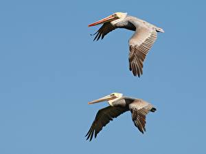 Bakgrundsbilder på skrivbordet Fåglar Pelikaner