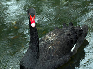 Fotos Vögel Schwan Schwarz ein Tier