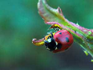 Desktop hintergrundbilder Insekten Marienkäfer Tiere