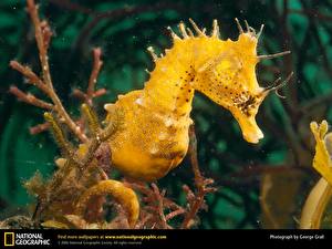 Фотографии Подводный мир Морские коньки