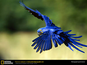 Hintergrundbilder Vogel Papageien ein Tier