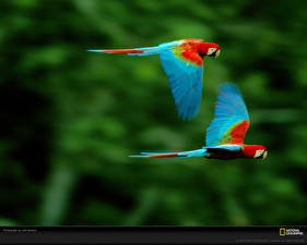 Papel de Parede Desktop Aves Papagaio