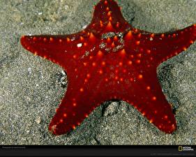 Wallpaper Underwater world Sea stars
