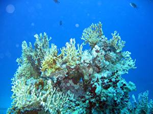 Fotos Unterwasserwelt Koralle Tiere