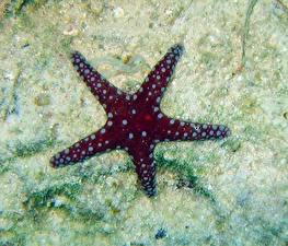 Фотографии Подводный мир Морские звезды Животные