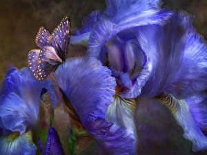 Images Irises
