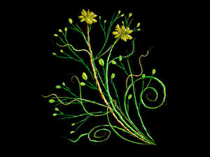 Bilder Pflanzen Schwarzer Hintergrund 3D-Grafik