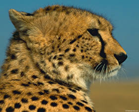 Wallpaper Big cats Cheetah Animals