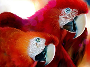 Papel de Parede Desktop Pássaros Papagaios
