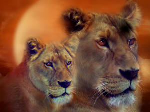 Фото Большие кошки Львы Рисованные Животные
