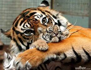 Tapety na pulpit Wielkie koty Tygrys azjatycki Młode zwierzęta Zwierzęta